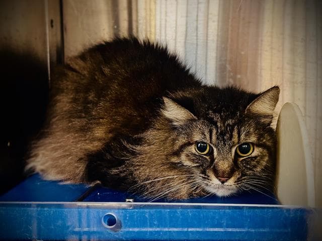 Yoda - Domestic Medium Hair