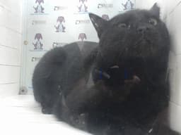 Buddy image 1