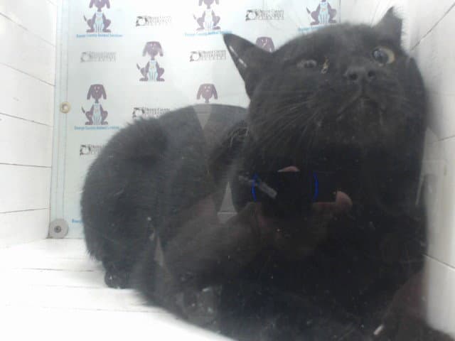 Buddy - Domestic Short Hair