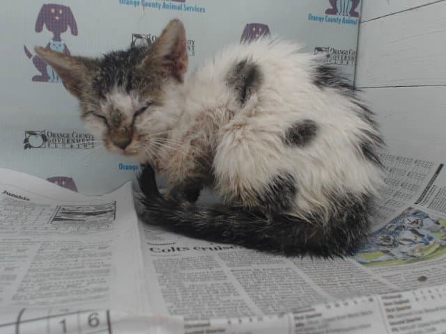 Tyson - Domestic Short Hair