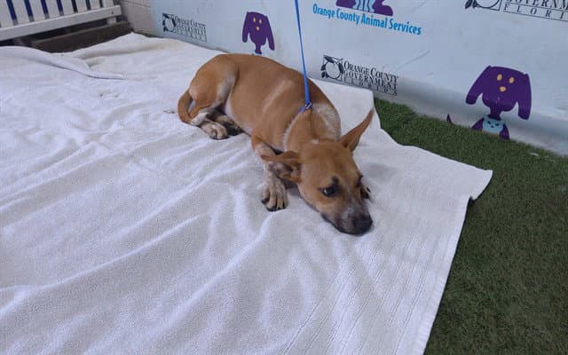 Foxy - Pit Bull Terrier