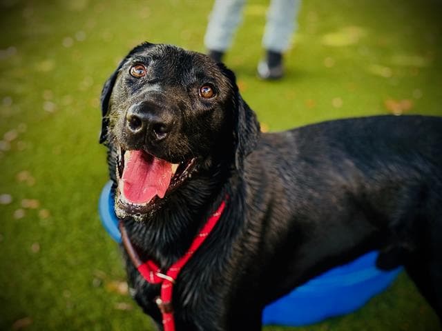 Sigma - Labrador Retriever