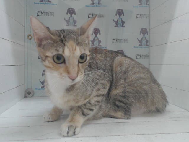 Sherbet - Domestic Short Hair