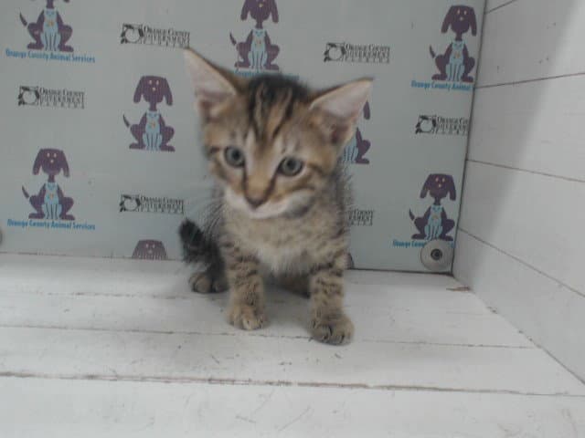 Fudge Pop - Domestic Short Hair