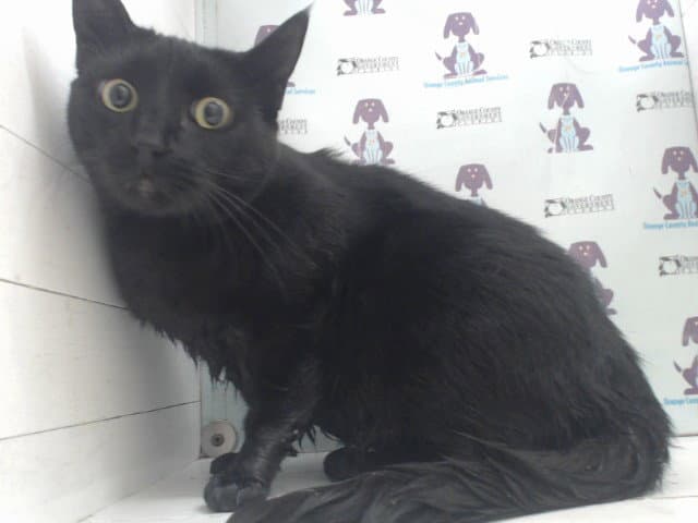 Wolfie - Domestic Short Hair