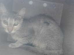 Unknown image 1