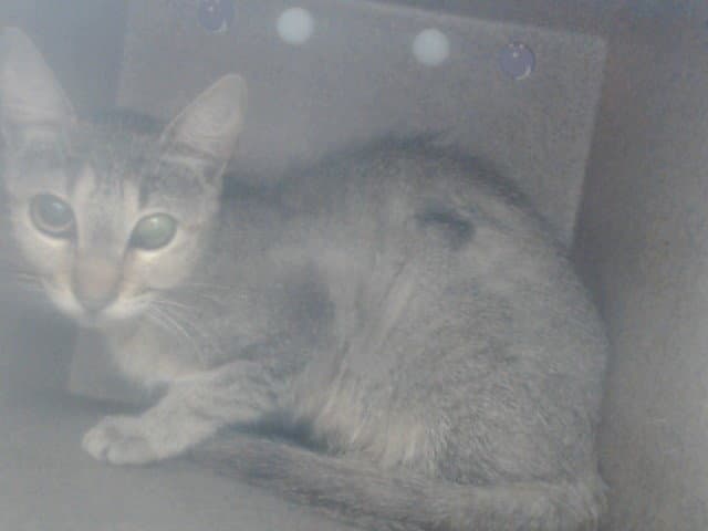 Unknown - Domestic Short Hair