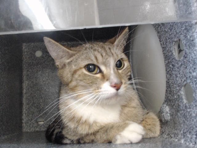 Ketsup - Domestic Short Hair