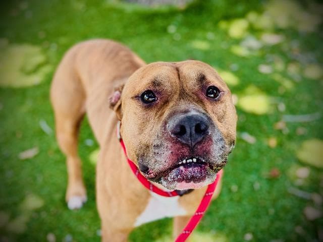 Gordo - Pit Bull Terrier