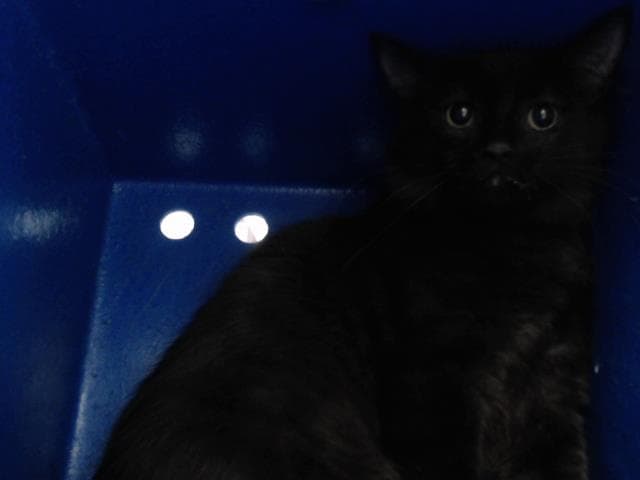 Grimora - Domestic Medium Hair