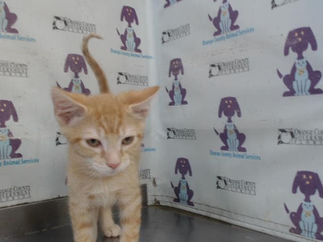 Blaze - Domestic Short Hair