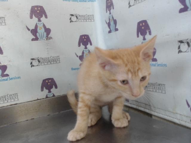 Flint - Domestic Short Hair