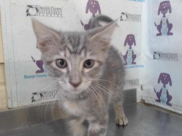 Ember - Domestic Short Hair