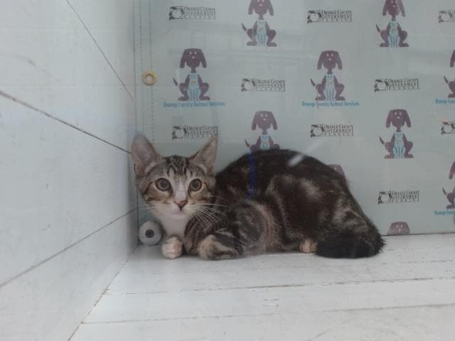 Mila - Domestic Short Hair