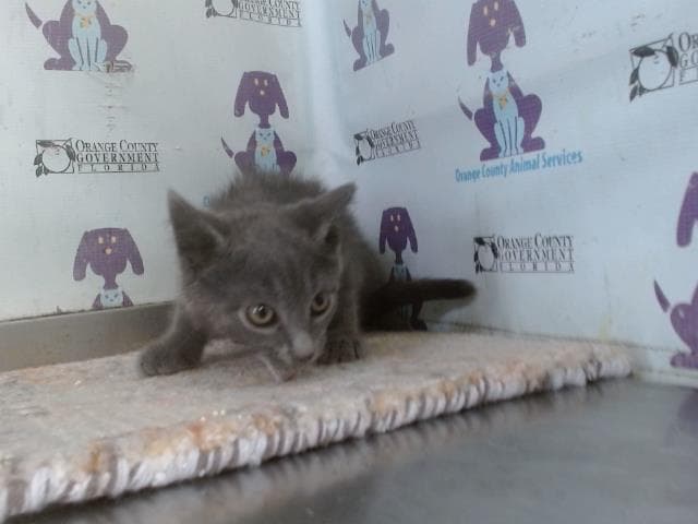 Flint - Domestic Short Hair