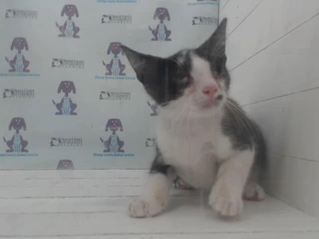Po - Domestic Short Hair