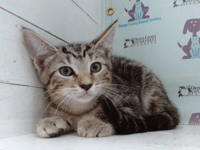 Krispy - Domestic Short Hair
