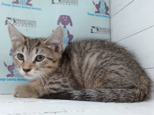 Unknown - Domestic Short Hair