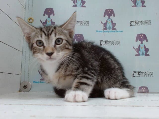 Swirls - Domestic Short Hair