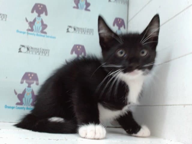 Unknown - Domestic Short Hair