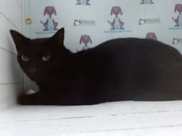 Negra image 1