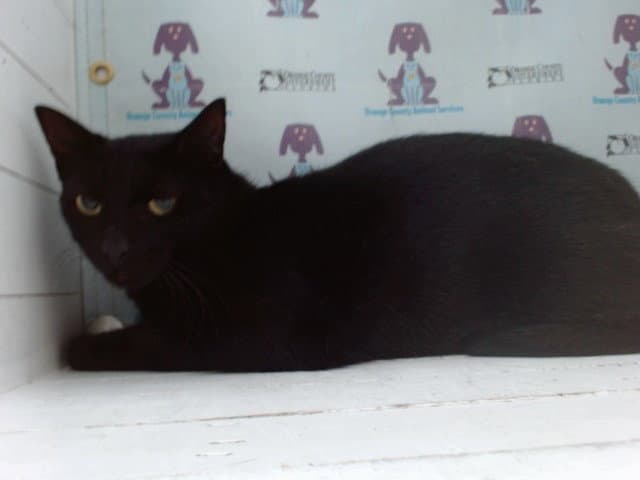 Negra - Domestic Short Hair