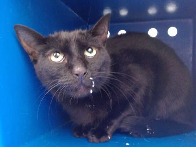 Mia - Domestic Short Hair
