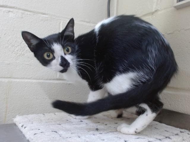 Lyra - Domestic Short Hair