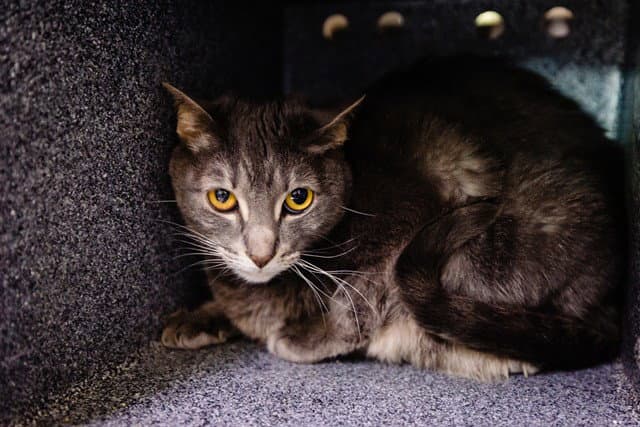 Smokey - Domestic Short Hair