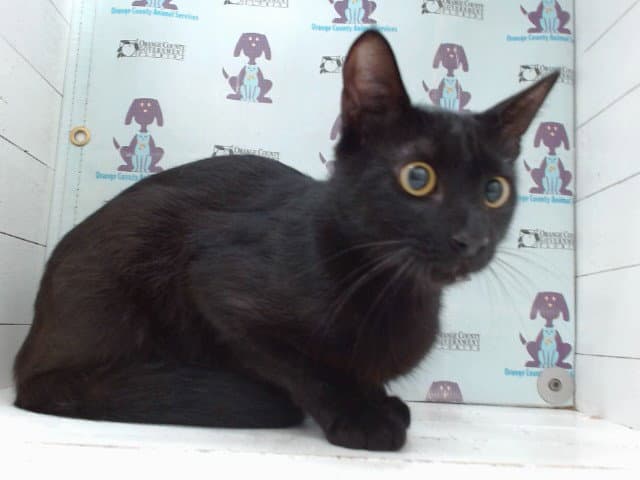 Indy - Domestic Short Hair