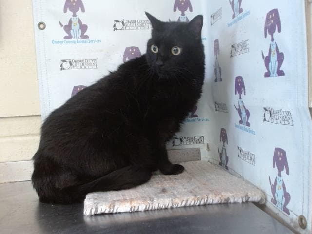 Tony - Domestic Short Hair