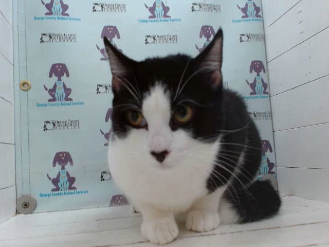 Girt - Domestic Short Hair