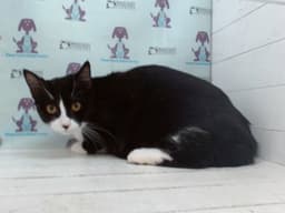 Squirt image 1