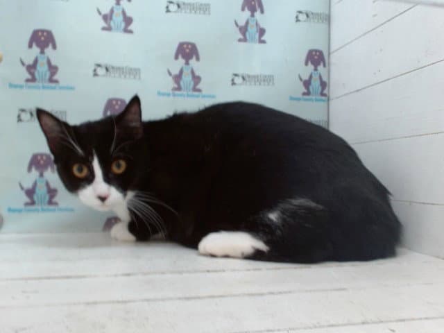 Squirt - Domestic Short Hair