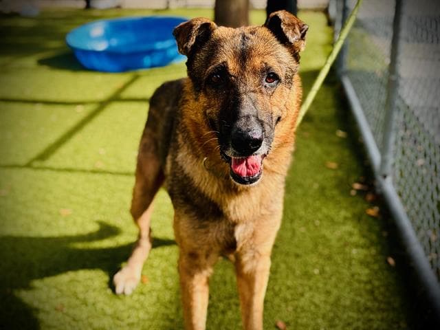 Capito - German Shepherd Dog