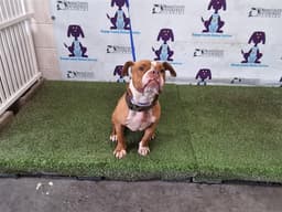 Milo image 1
