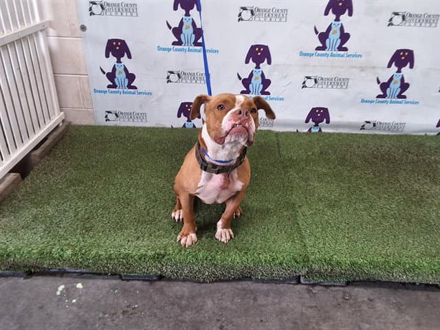 Milo - Pit Bull Terrier