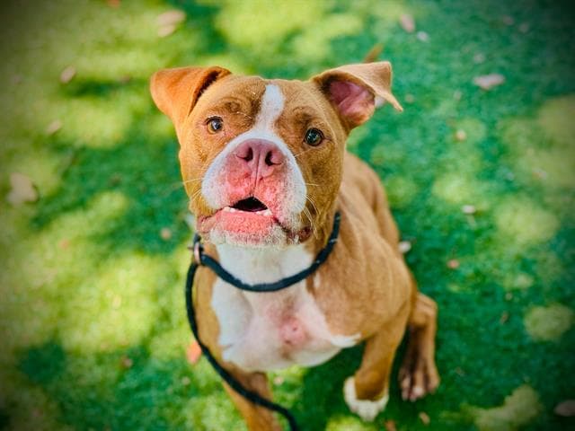 Milo - Pit Bull Terrier