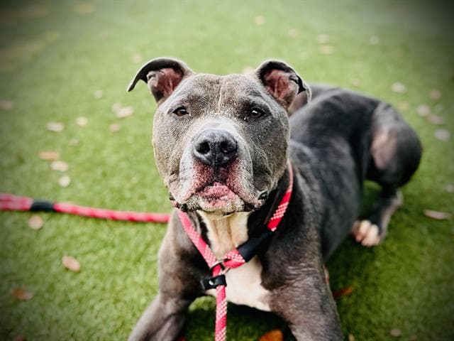 Pickles - Pit Bull Terrier