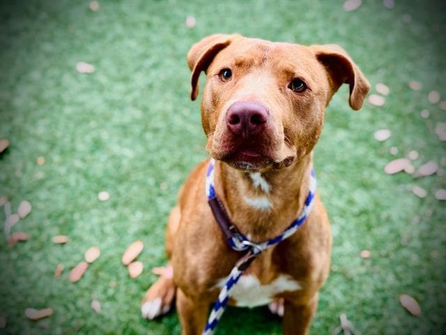 Eduardo Rogelio - Pit Bull Terrier