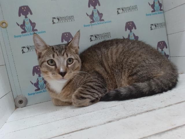 Milo - Domestic Short Hair