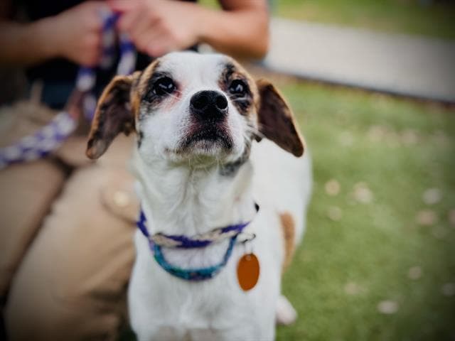 Thea - Jack Russell Terrier (Parson Russell Terrier)