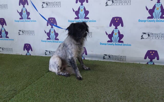 Pippin - Papillon