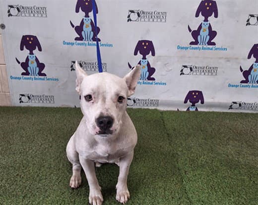 Layla - Pit Bull Terrier