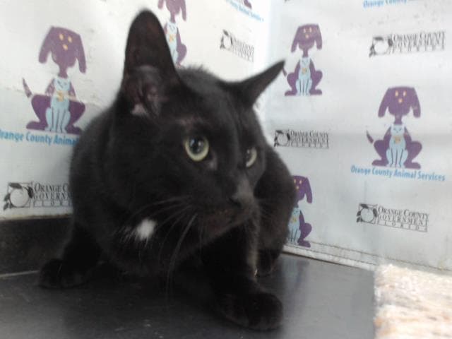 Rosie - Domestic Short Hair