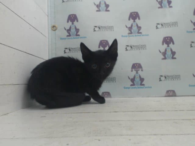 Nemo - Domestic Short Hair