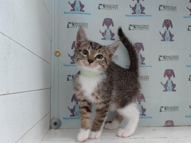 Twix - Domestic Short Hair
