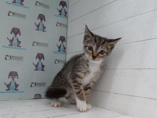 Hershey - Domestic Short Hair