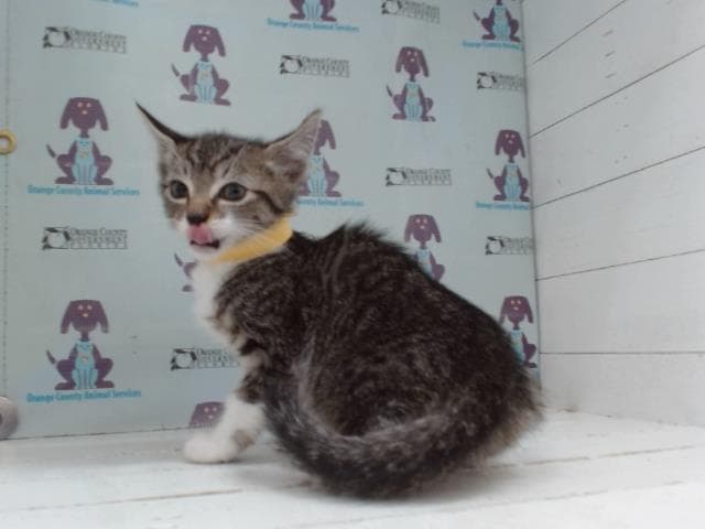 Nestle - Domestic Short Hair