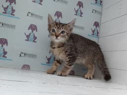 Snickers image 1